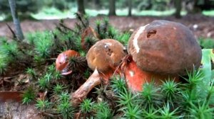 Hexenröhrling Tanz 2 Boletus Erythropus Boletus Luridus Blues