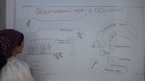 ОБОНЯТЕЛЬНЫЙ НЕРВ