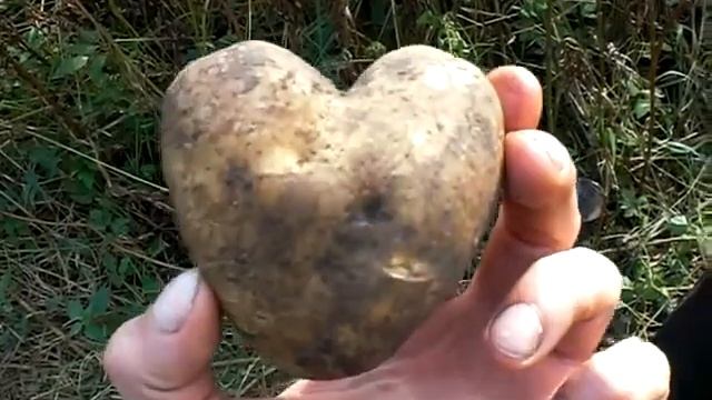 Картошка в форме сердца. смотреть онлайн