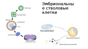 Эмбриональные стволовые клетки в регенеративной медицине. Биоэтика.