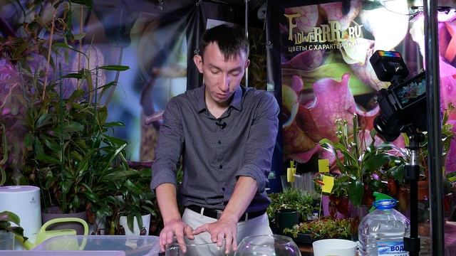Венерина мухоловка - как ухаживать. Мастер-класс по созданию флорариума с хищными растениями.