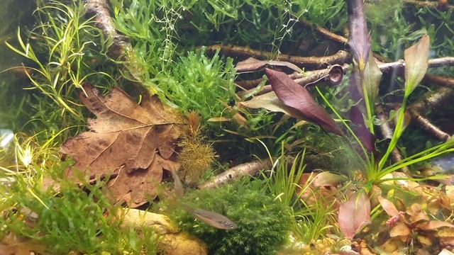 269. Skrzeczyk karłowaty -Trichopsis pumila