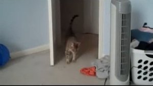 кот испугался звука