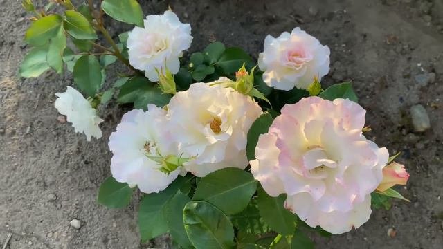 ЦВЕТЕНИЕ РОЗ 2022🌹✊. РОЗОВЫЙ ВЕЧЕР… ВЧЕРАШНИЙ 🌹🌹🌹✊✊✊