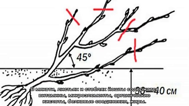 Гибрид смородины и крыжовника — посадка и уход за йоштой смотреть онлайн