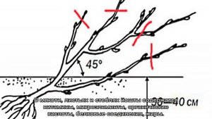 Гибрид смородины и крыжовника — посадка и уход за йоштой