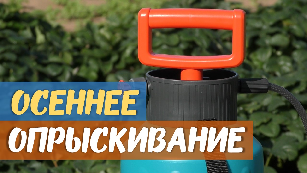 Осеннее опрыскивание садовых деревьев и кустов
