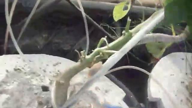 16.09.2017 г. гидропоника на даче, вершки и корешки смотреть онлайн