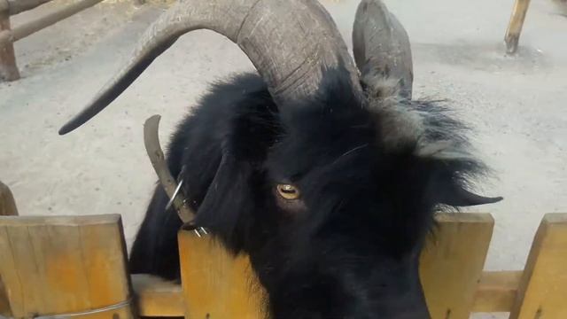 Альпийский козёл в с. Червоный Яр, усадьба сельского туризма "Хутор Петерсона", 15 км от Запорожья смотреть онлайн