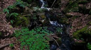 Гороскоп для знака дева