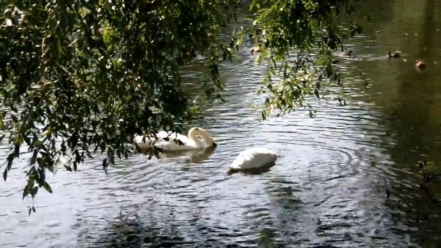 Samsung NX11, тест видеорежима смотреть онлайн