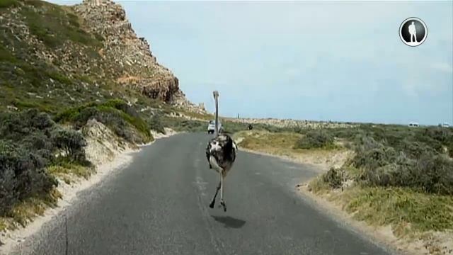 Пара Харлеев, пара верных друзей и рев мотора! смотреть онлайн