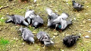 Голуби ТАНЦУЮТ