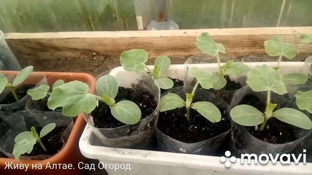 Лучший грунт для посева Арбузов на рассаду. Секреты выращивания. смотреть онлайн