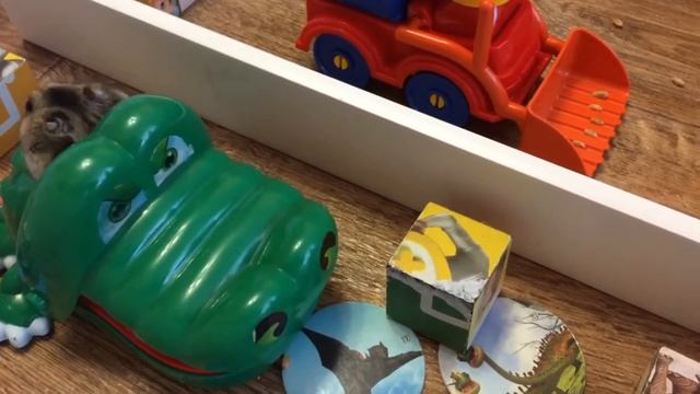Хомяк ДЖУНГАРИК дома Сложный лабиринт с препятствиями для хомячка КАК ПРИРУЧИТЬ ХОМЯЧКА еда хомяков