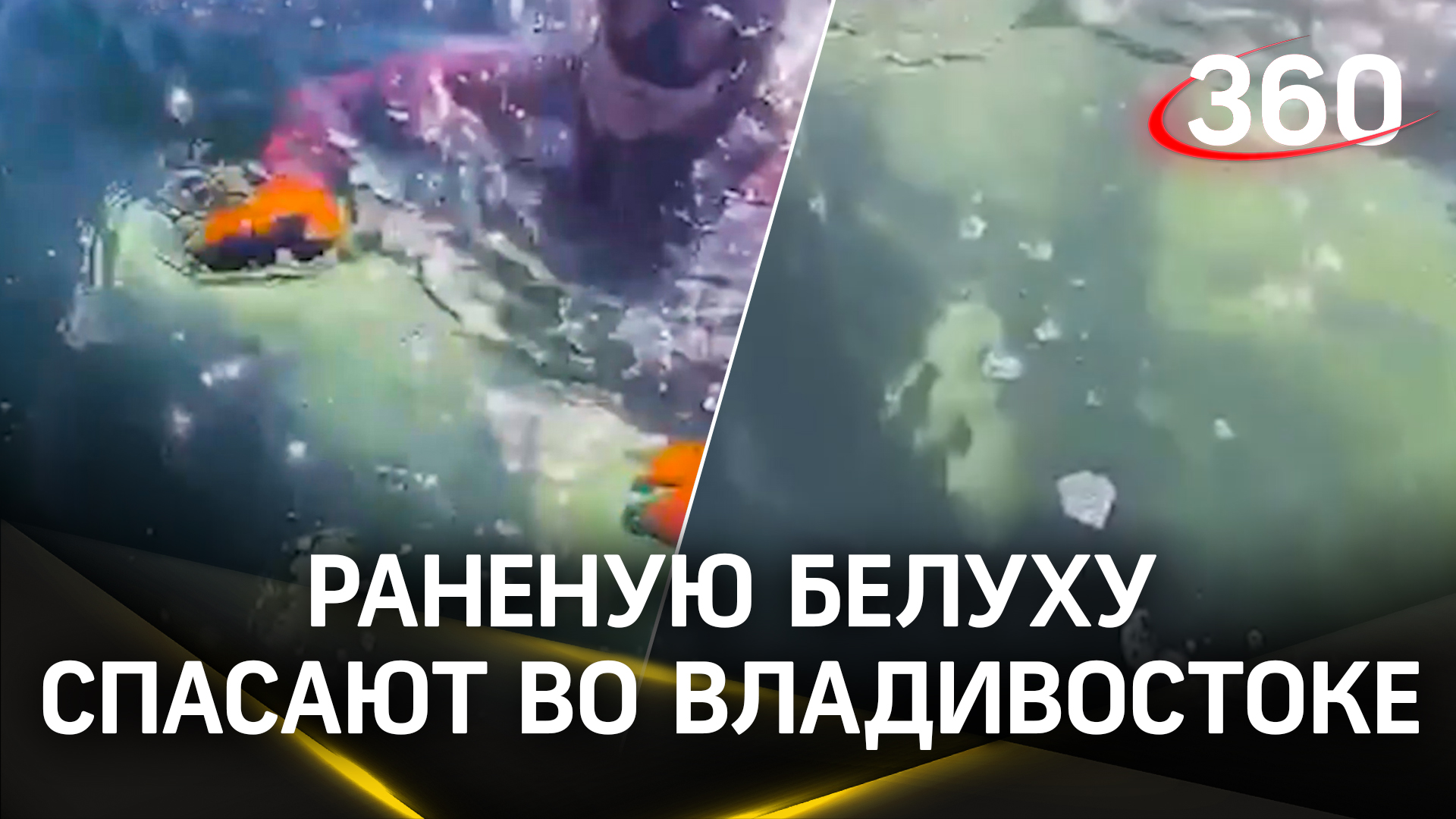 Раненую белуху пытались спасти во Владивостоке - животное испугалось и скрылось в синей глади