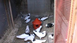 Пермские голуби