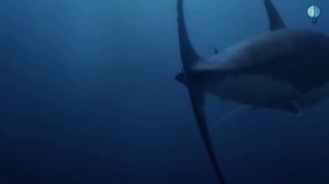 Megalodon VS Kraken | Who would win??
