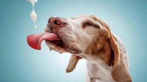 Международная премия в области фотографии собак