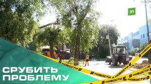 Срубить проблему под корень. Куда обращаться, если во дворе есть аварийные деревья?