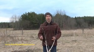 Как сформировать крону яблони творчески!