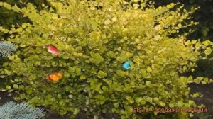 Береза карликовая Голден Трэжа (betula nana) ? обзор: как сажать, саженцы березы Голден Трэжа