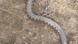 Сарыүйек или обыкновенный полоз, а может гадюка, что за змея?