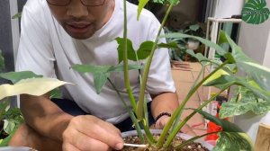 วิธีตัดชำเงินไหลมาด่างเหลือง อย่างละเอียด Syngonium Aurea Propagation | Plant With Me