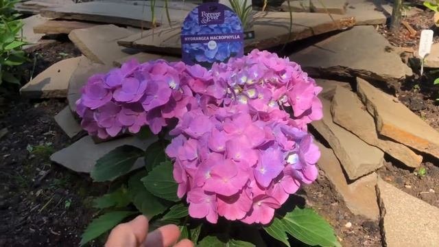 Гортензия крупнолистная! Hydrangea Forever And Ever (Early Sensation)