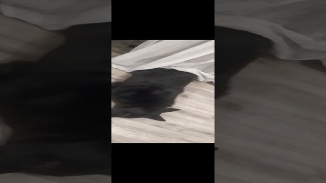 ВЕО восточно европейская овчарка черная 2023-02-11 04-29-04 смотреть онлайн