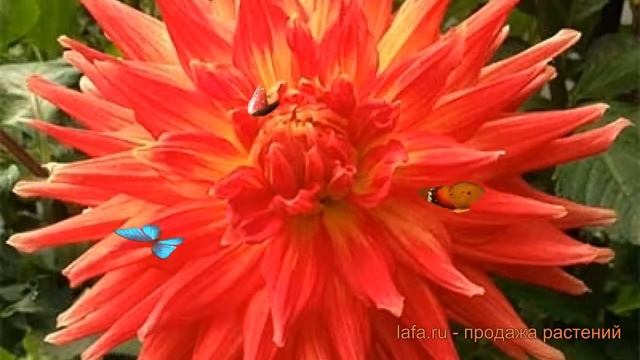 Георгина полукактусовая Марта (dahlia cultorum) ? обзор: как сажать, луковицы георгины Марта смотреть онлайн