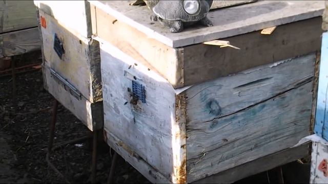 ошибки пчеловода - подсадка маток в апреле, в семьи где нет расплода смотреть онлайн