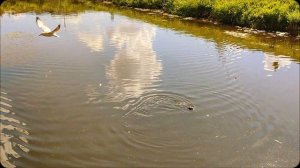 Кстовская ондатра