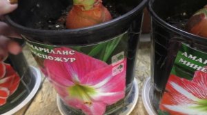 Мои гиппеаструмы в декабре. Растут и готовятся к цветению.