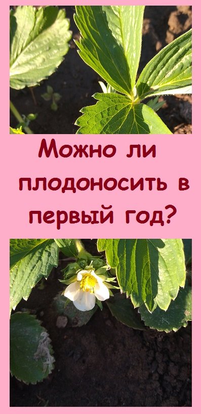 Можно ли клубнике давать плодоносить в первый год, или нельзя?
#дача #сад #garden