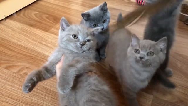 Британские котята продажа. Обзор короткошёрстных британцев купить
