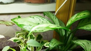 Комнатные??? растения на полке. Сделала им подсветку