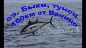 Озеро Бы́ки,100км севернее Ванино.Стаи тунца резвятся,огромные кекуры мамонта и мамонтёнка,сент 2023