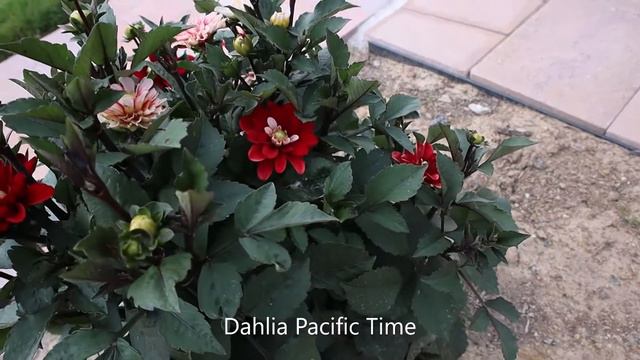 Flower Arrangement in Red and Black - in a Gothic Style #BlackFlowers #GothicFlowerArrangement смотреть онлайн