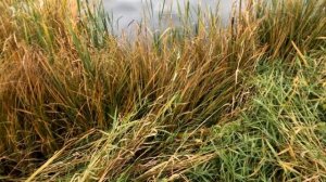 Дульные сужения, Наглядно.