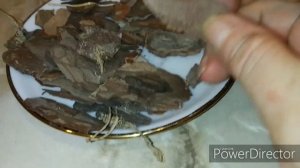 Купила кору пинии для орхидей.