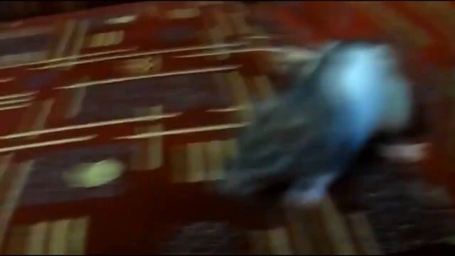 Домашние Декоративные крысы - лучшие домашние питомцы