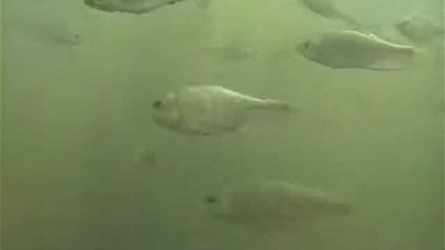 © Скопления горчака в озере Ялпуг