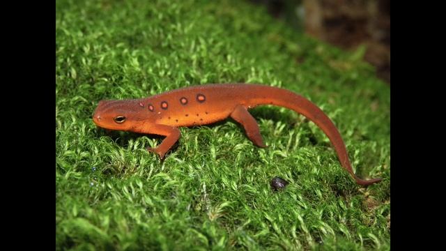 Ubuntu 6.10 (Edgy Eft) Startup смотреть онлайн