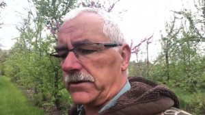 4 Причины, по которым Ваше фруктовое дерево не приносит плодов