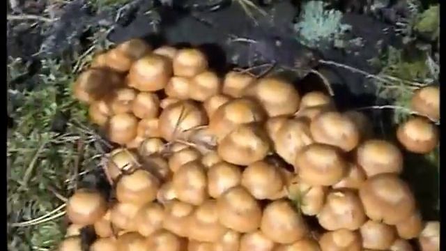 Опята осенние настоящие. Летние опята - ворушки. Как различить.