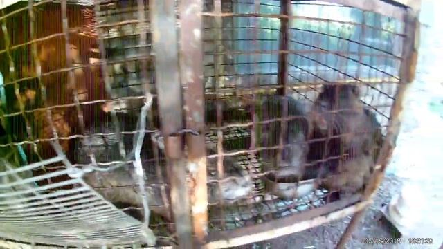 КЛЕТКА ДЛЯ НУТРИЙ СВОИМИ РУКАМИ смотреть онлайн