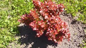 Наш участок в 4-сотки, что изменилось...))