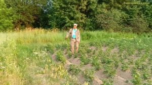 Аккумуляторный Опрыскиватель Union ОР-16АТ. Второй год работы...