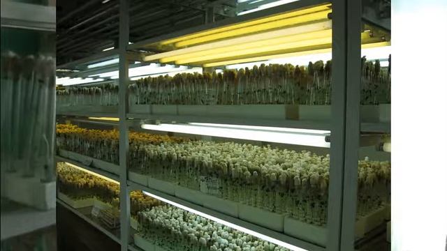 Как растут пробирочные растения картофеля зимой ? смотреть онлайн